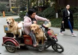 三人一狗最新爆料,揭秘娱乐圈背后的真实故事 第1张 三人一狗最新爆料,揭秘娱乐圈背后的真实故事 第1张